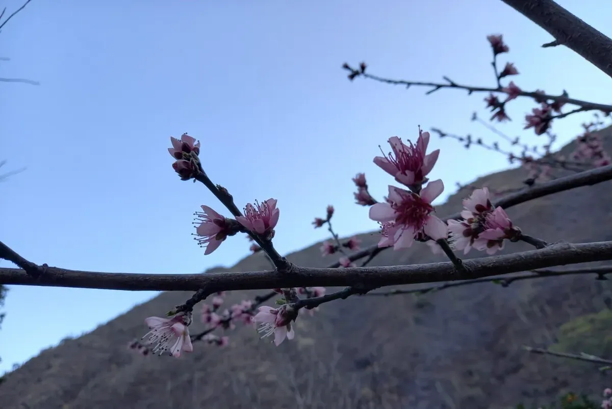 Flores