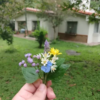 Cosecha para hacer tecito