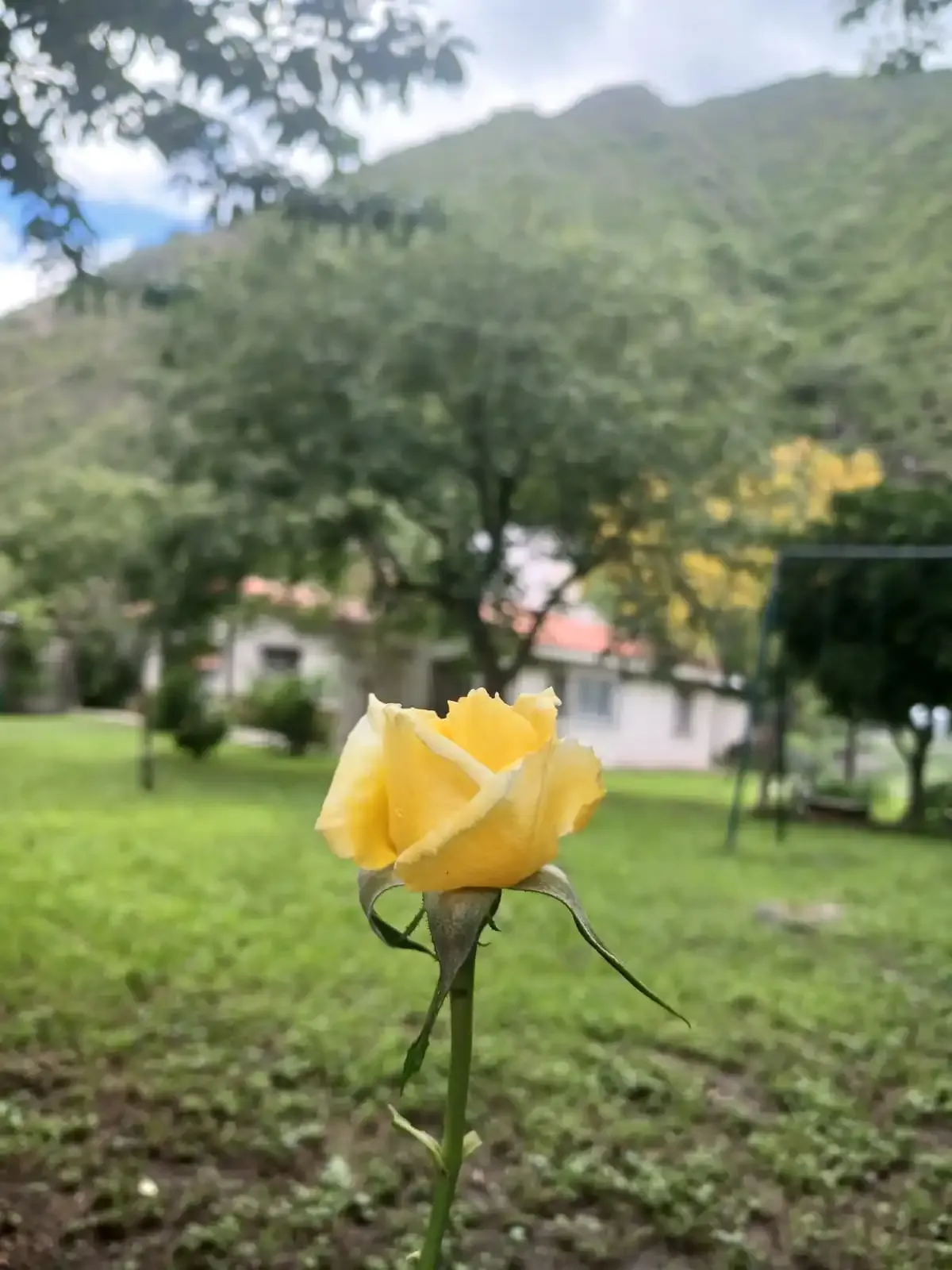 Rosa amarilla